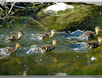 Animali 063